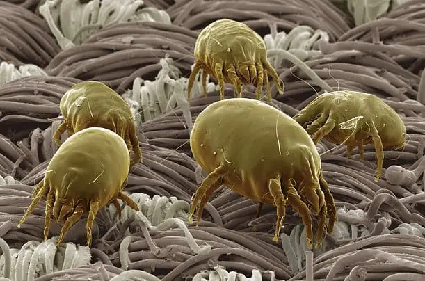 You are currently viewing Dust Mites