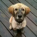 How To: Remove Pet Smells From Blankets - Pure Clean MuddyPup - PureClean Carpet Cleaning Seattle