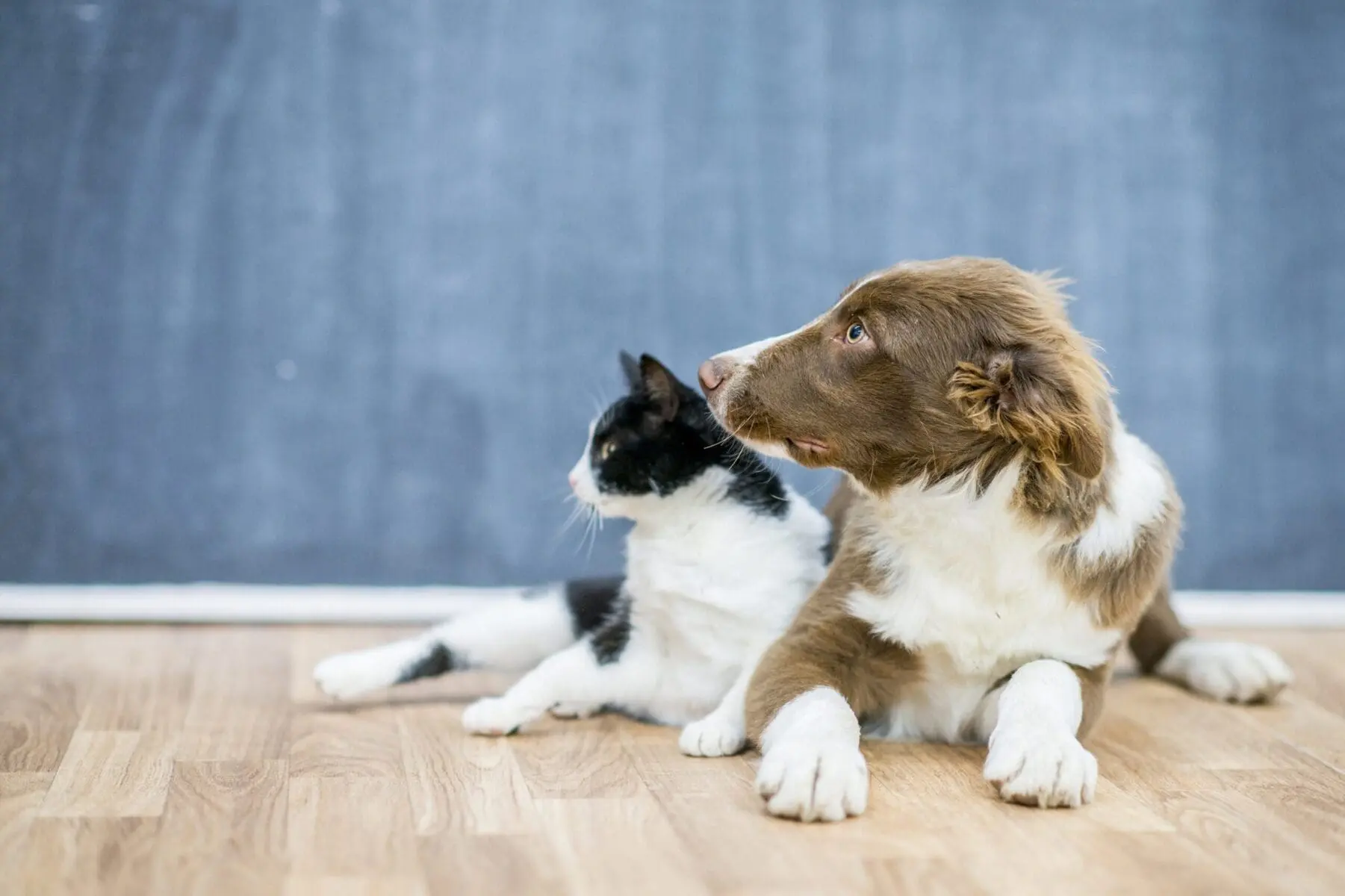 You are currently viewing Pet Treatment