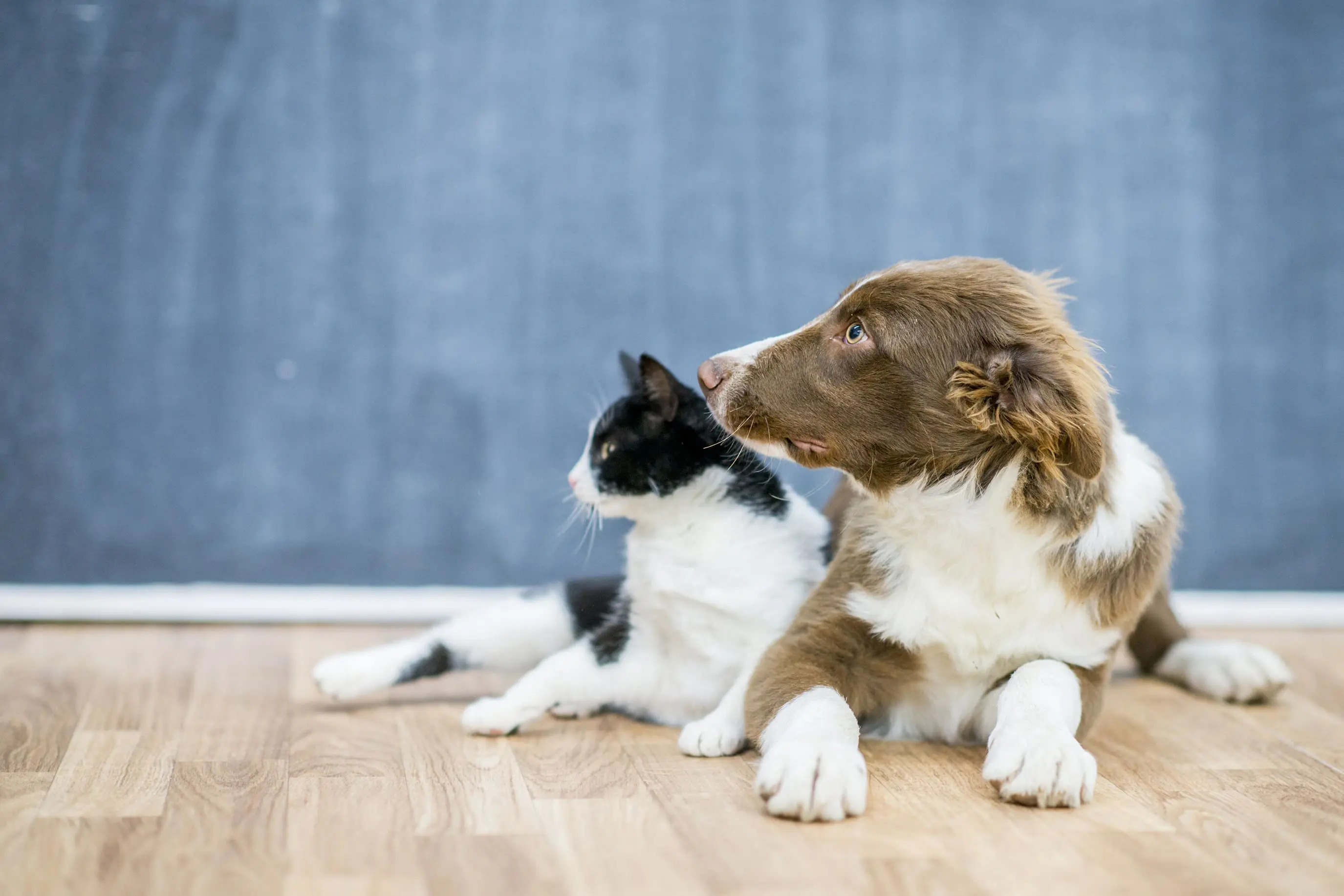 Pet Treatment - Pure Clean Pet Treatment