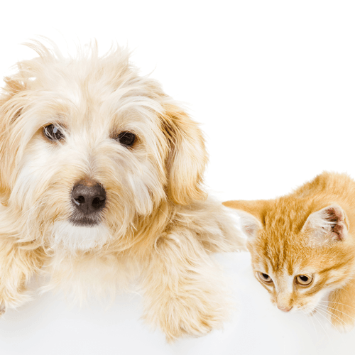 Pet Stain & Odor Cleaning in Seattle WA