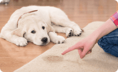 How Often You Should Clean Your Carpets - Pure Clean Read more about the article How Often You Should Clean Your Carpets