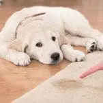 Commercial Property Management Company Cleaning Service - Pure Clean dog laying on the floor