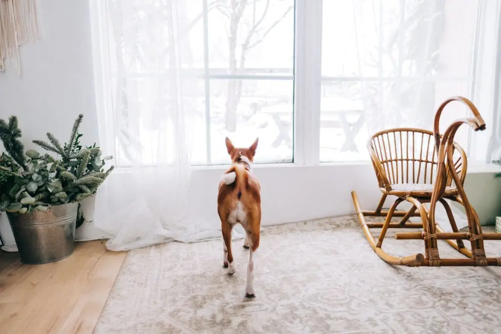 Dog looking in a window in a carpet