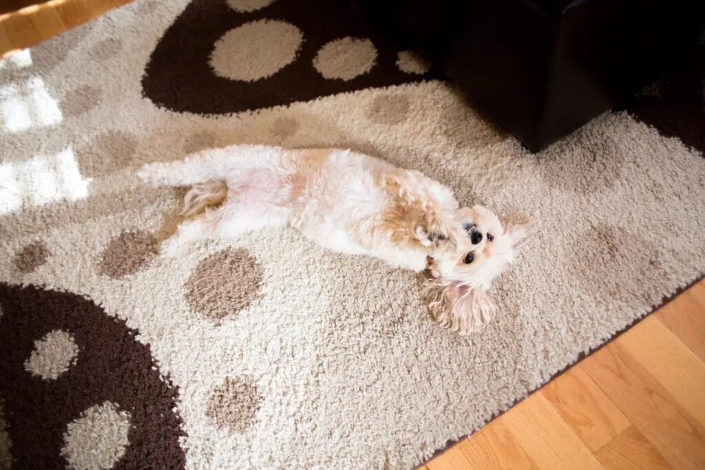 Puppy In A Carpet - PureClean