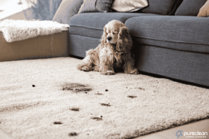 Dirty carpet with a dog