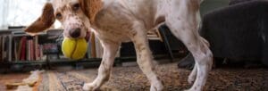 How to Get Dog Pee Out of Carpet