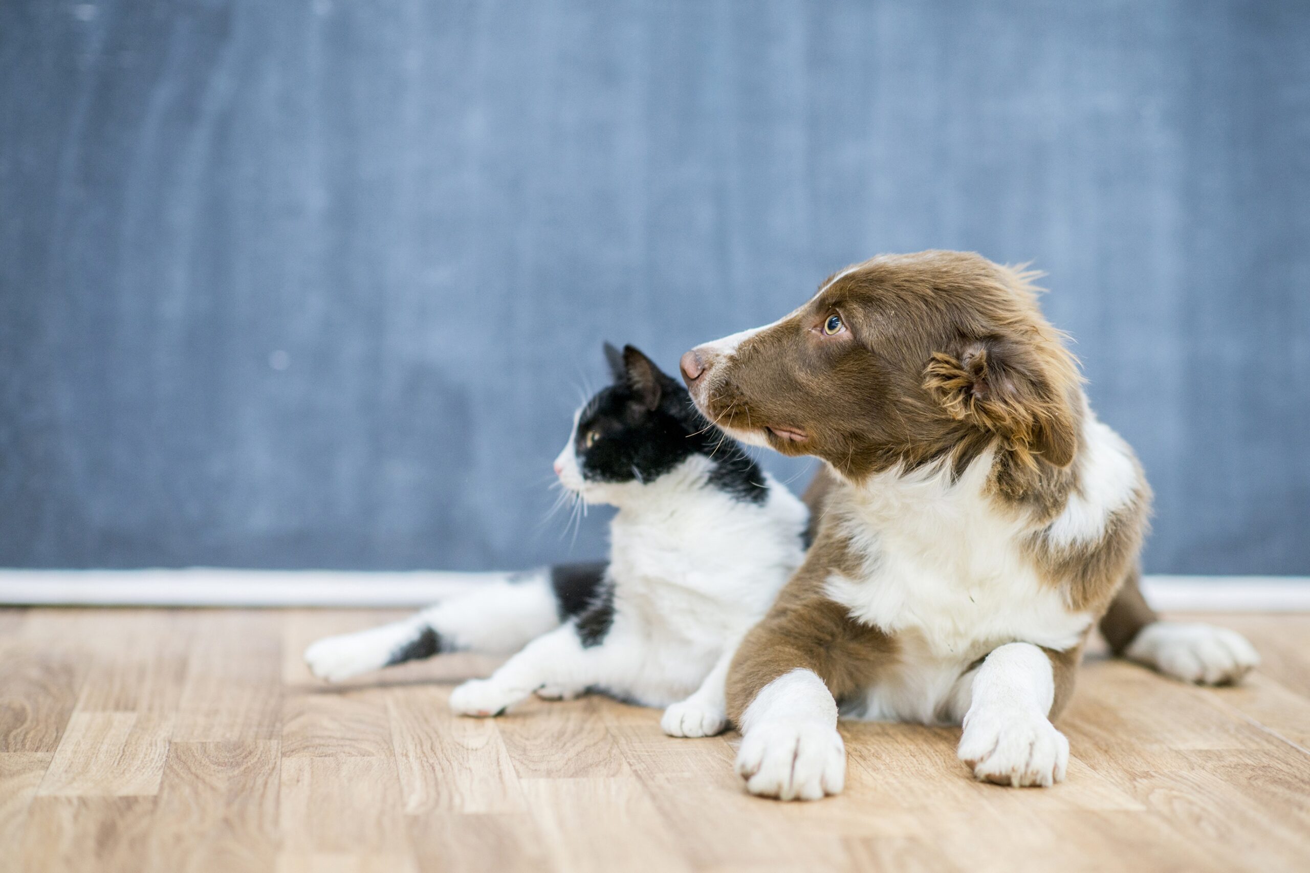 Read more about the article Pet Treatment