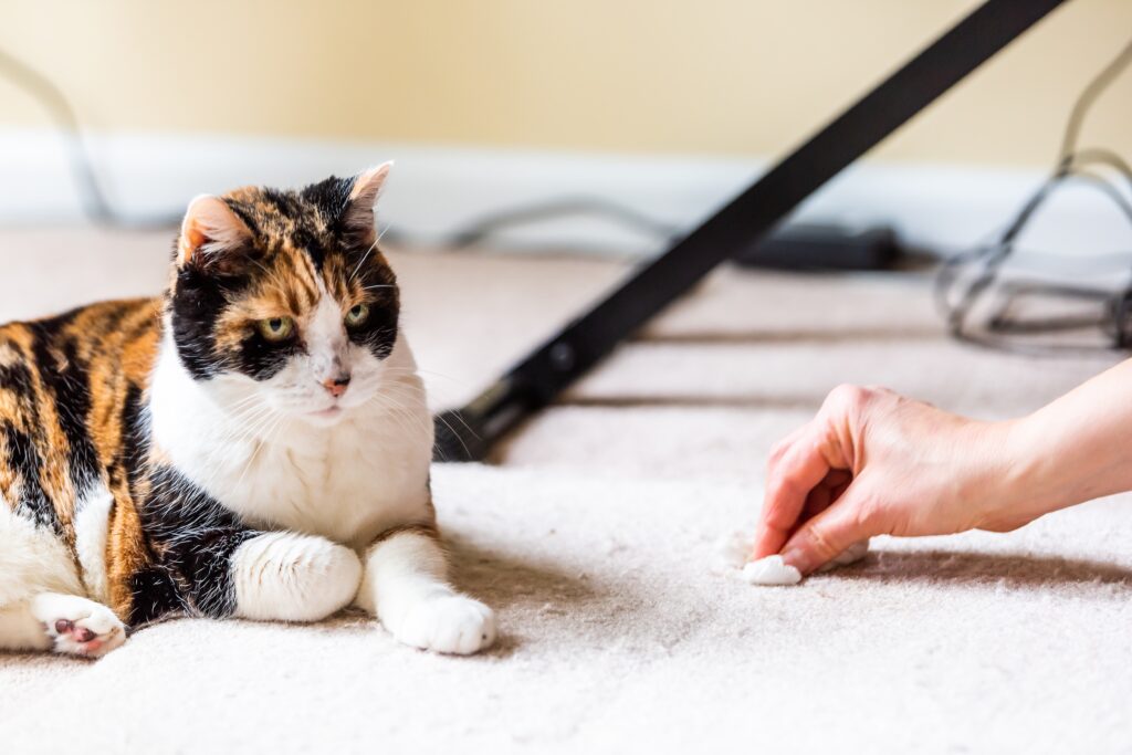 Carpet Cleaning cause of Pets