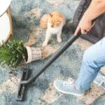 DIY Carpet Cleaning Hacks for Pet Owners